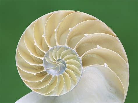 Chambered Nautilus Shell