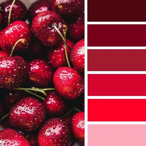 Cherry Color Palette Packaging Design