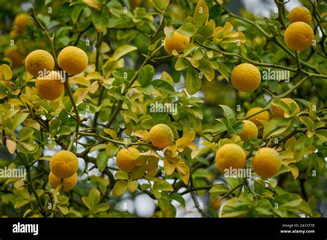 Chinese Sour Orange