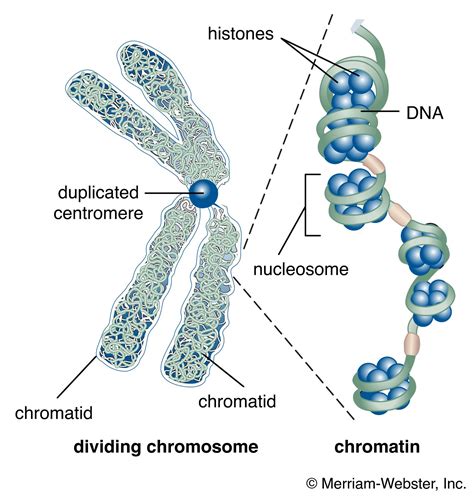 Chromosome structure