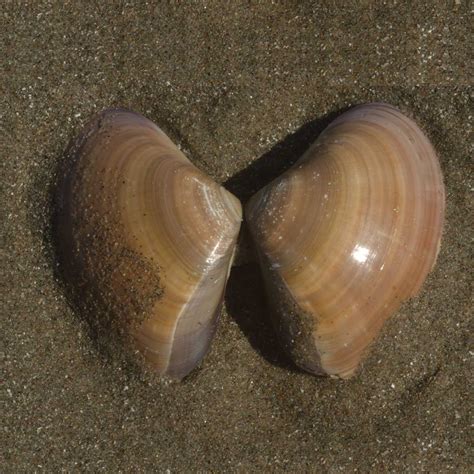 A photograph of a clam