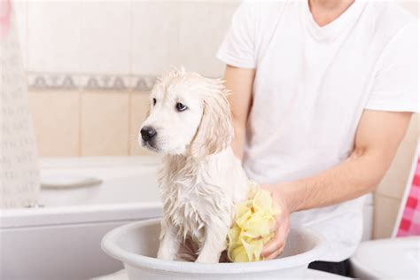 Cleaning up after pets