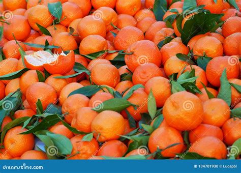 Clementine Hybrids