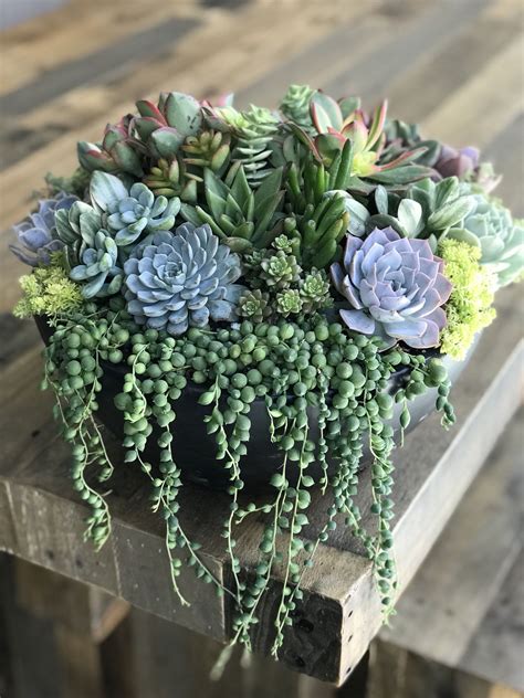 Coastal Cool Succulent Arrangement