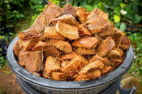 Coconut Coir Alternative to Dirt