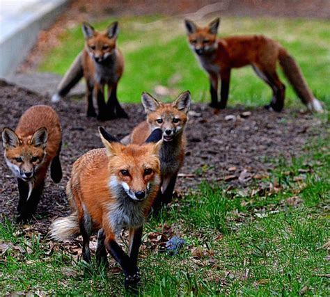 The coexistence of foxes and falcons