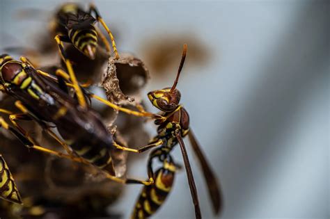 Coexisting with Red Wing Wasp