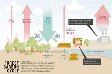 Cold Air Sinking in Forests