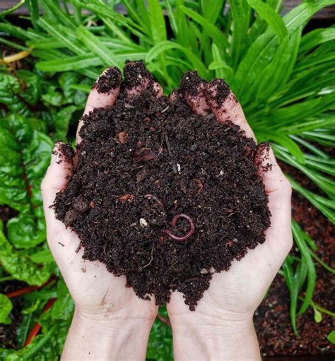 Composted Manure Alternative to Dirt