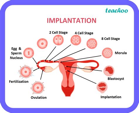 Conception and Implantation