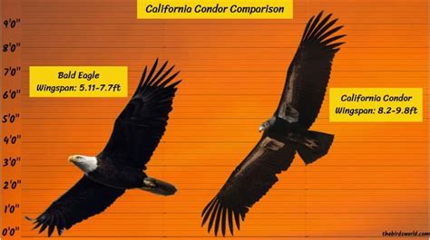 Condor Birds with Longer Wingspans Than Height