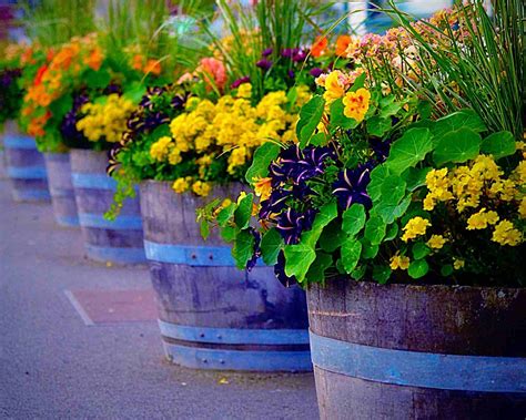 Container Gardens