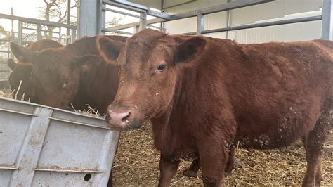 Controversies and Debates Surrounding the Red Heifer