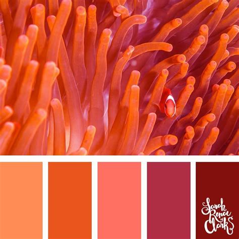 Coral color palette swatches