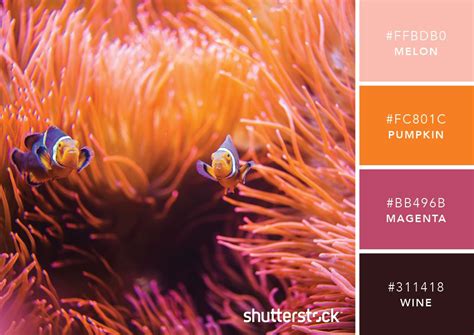 Coral Color Palette Inspiration