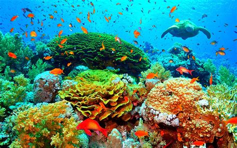 Coral Reef Color