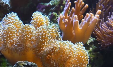 Corals eating crayons