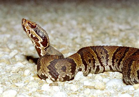 Cottonmouth viper in a swampy environment