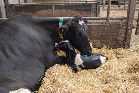 Cow Calving Image 3