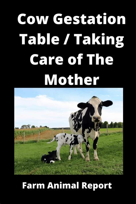 Cow Gestation Management Best Practices