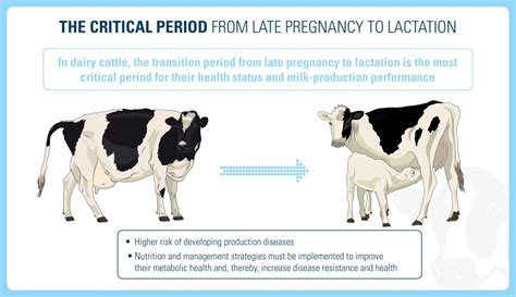 Cow Gestation Nutrition and Health