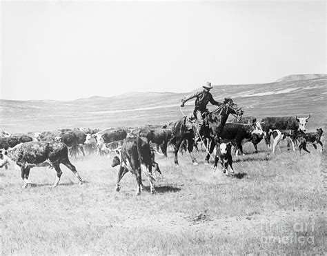 Cowboy Protecting Cattle