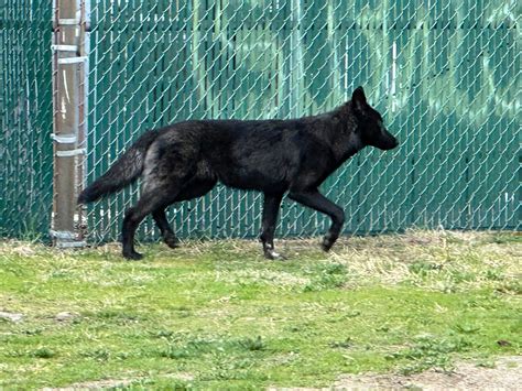 Black Coyote