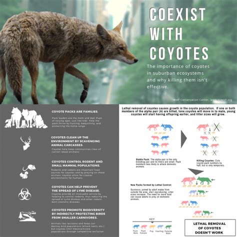 Coyote Coexistence