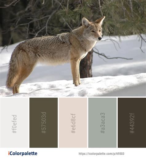 Coyote Color Palette Conservation Implications