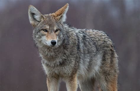 Dark Gray Coyote