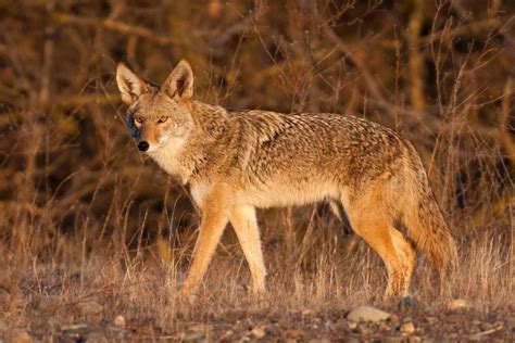 Coyote Habitat