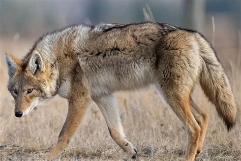 Light Gray Coyote