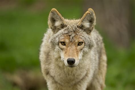 Coyote Preservation