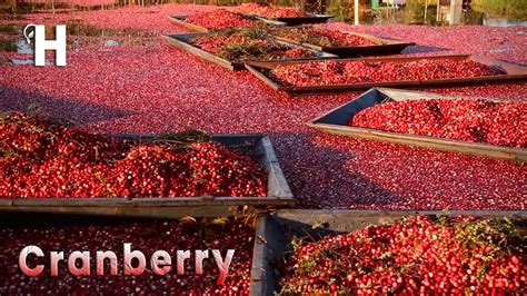 Cranberries