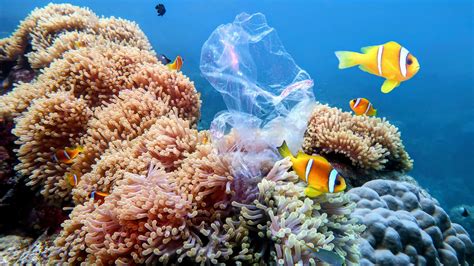 Crayon Pollution Damages Corals