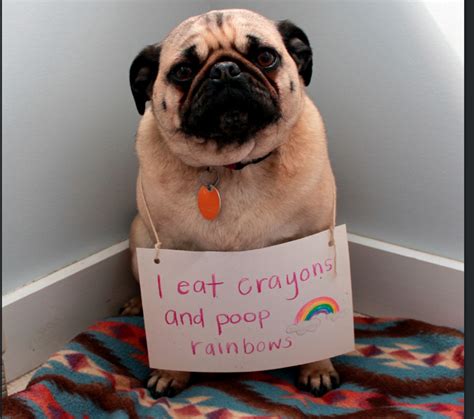 Dogs Eating Crayons