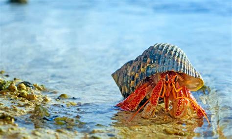 Crustaceans eating crayons