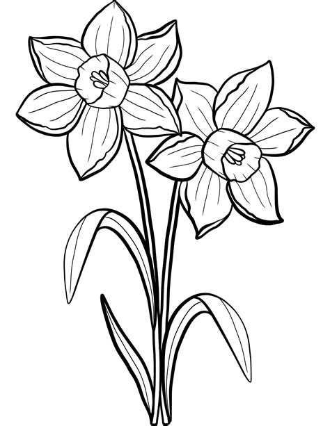 Daffodil coloring pages for adults and kids