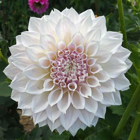 Dahlia