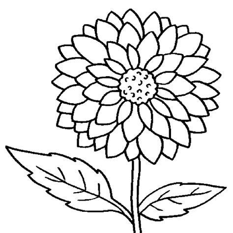 Dahlia Colouring Page