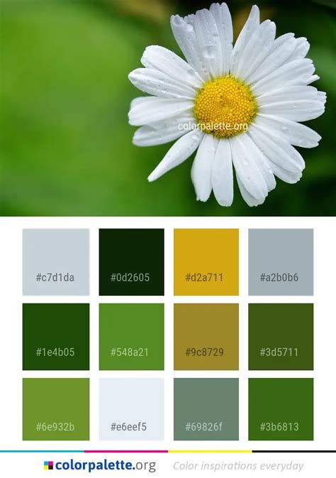 Daisy color palette