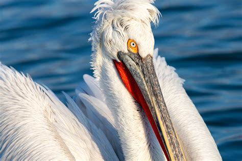 Dalmatian Pelican