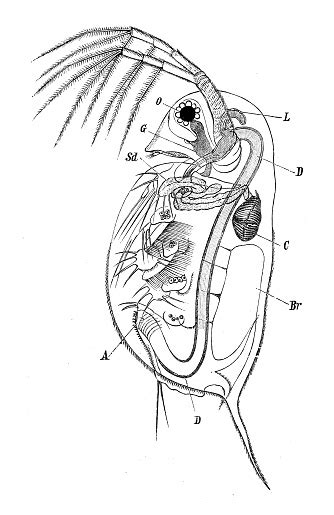 Daphnia Crustacean