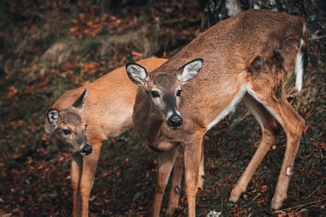 Deer Behavior