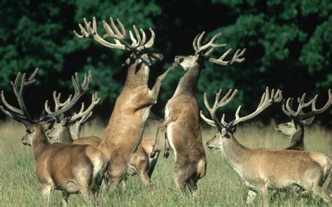 Deer Breeding Seasons