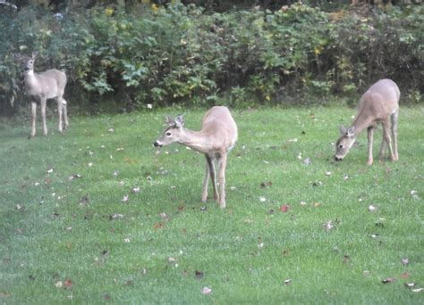 Deer Coat Colors