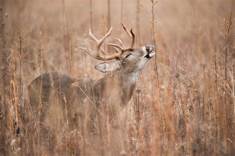 Deer Communication