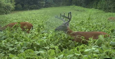 Deer Food Availability