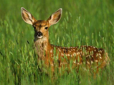 Deer Habitat