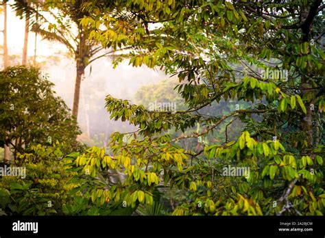 A dense, tropical forest